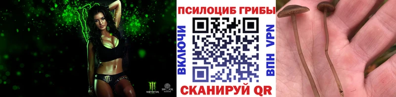 наркота Западная Двина Псилоцибиновые грибы MAGIC MUSHROOMS